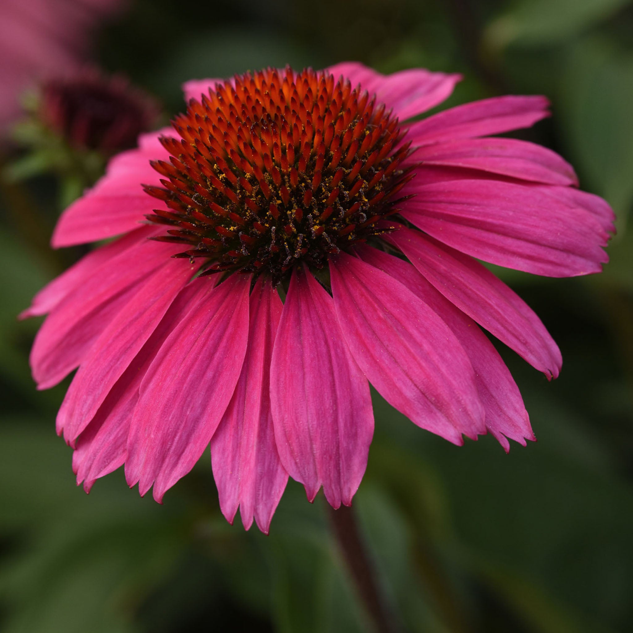 Sombrero Rosada Echinacea