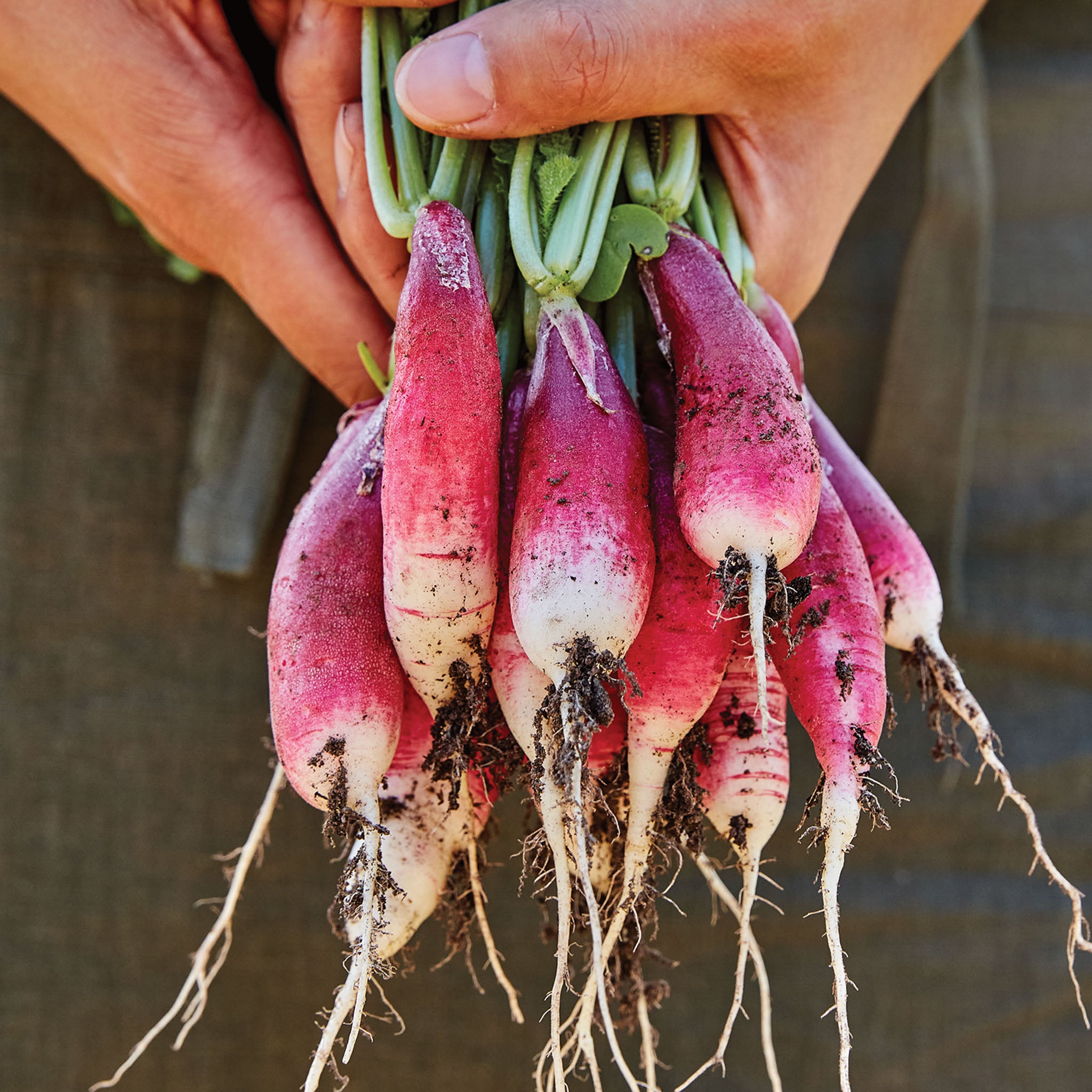 French Breakfast Organic Radish