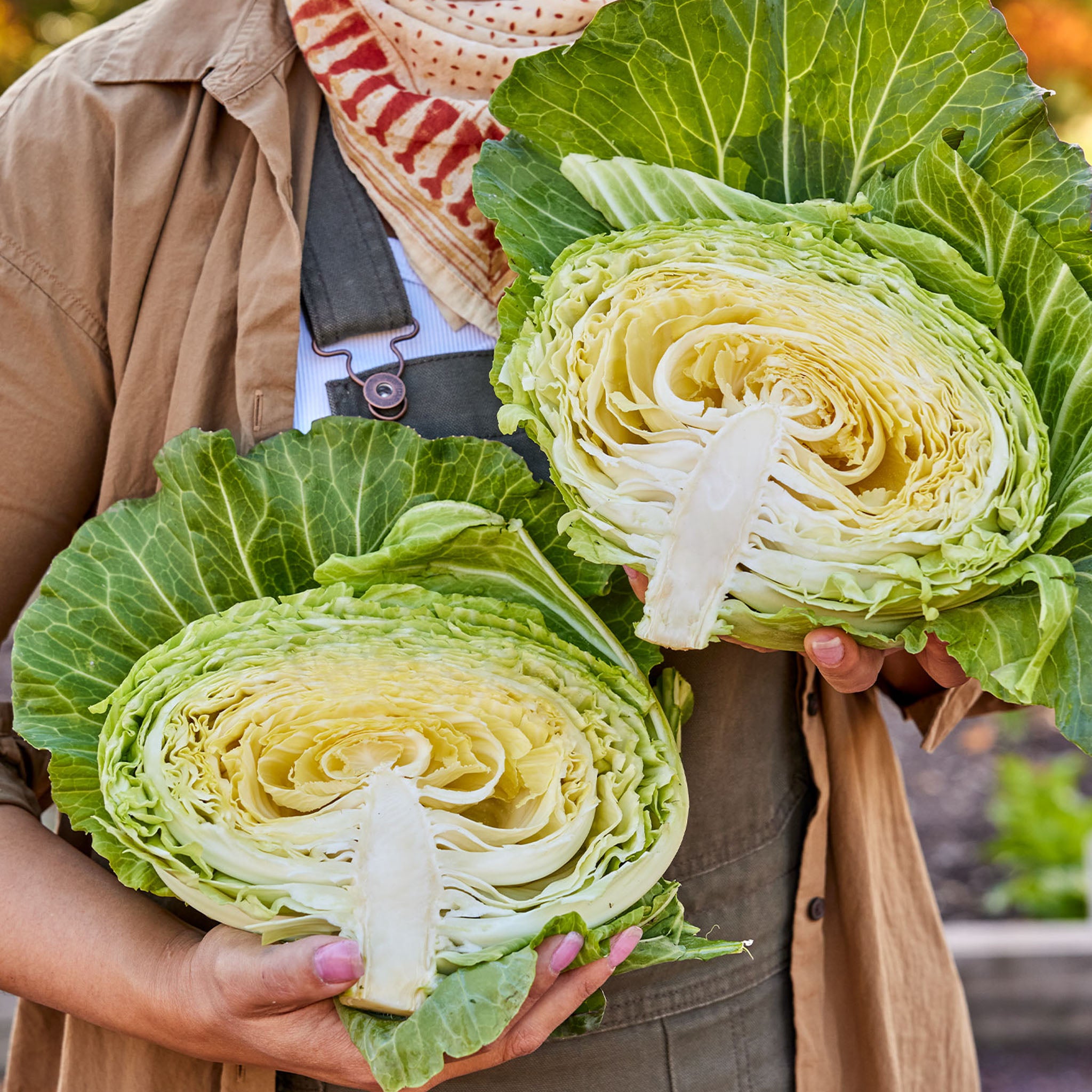 Saku Saku Cabbage