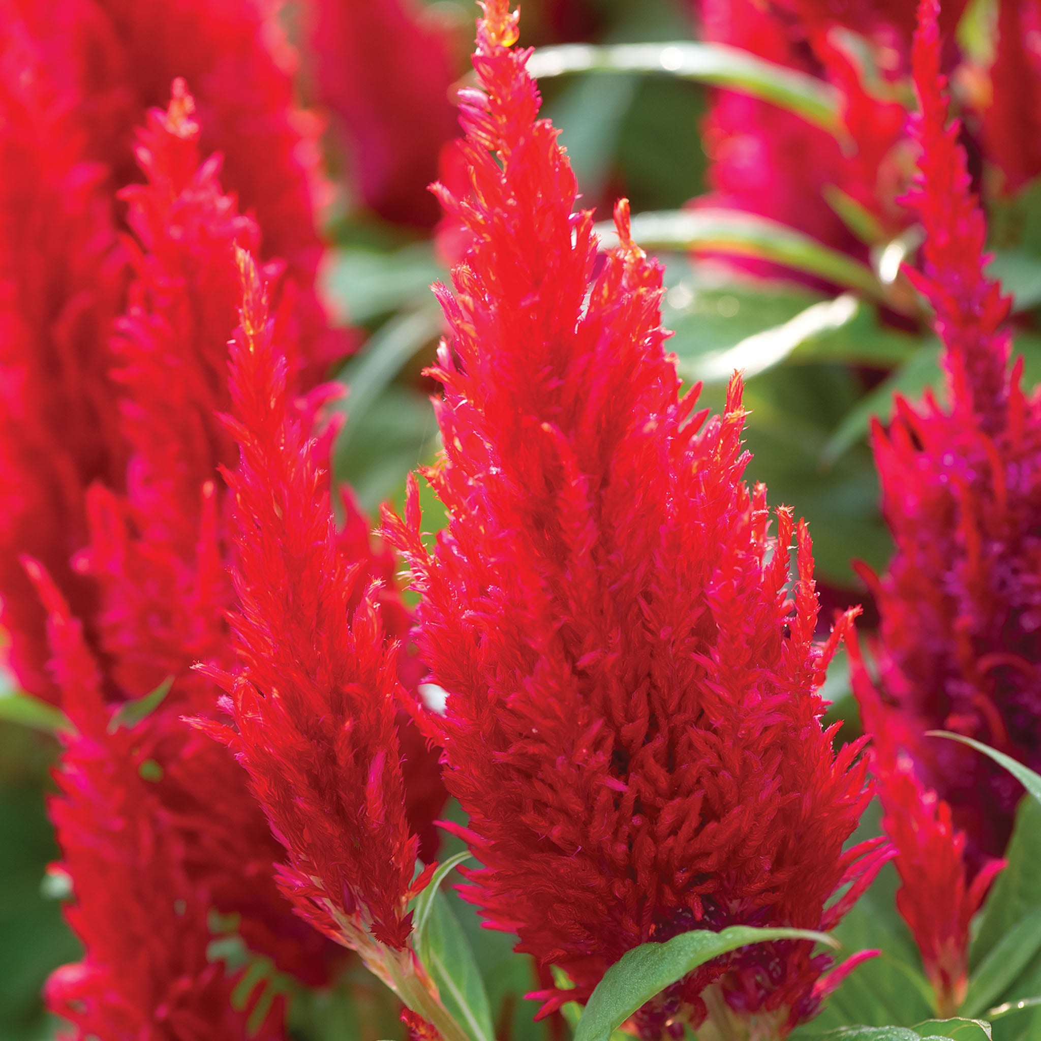 Arrabona Red Celosia
