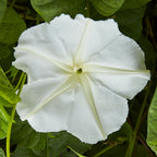 Giant White Moonflower