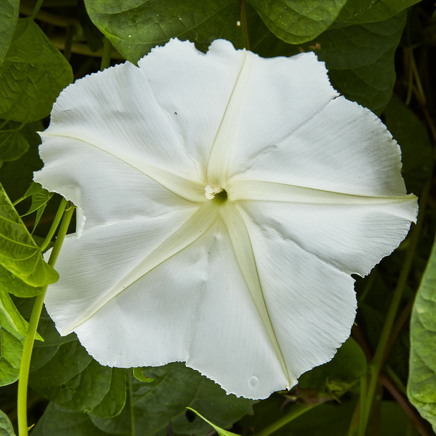 Giant White Moonflower