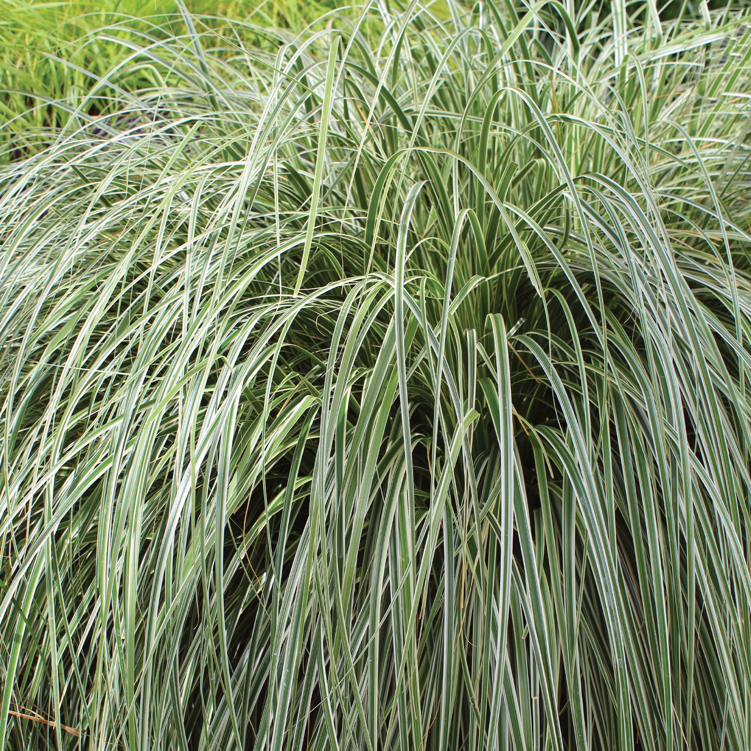 Feather Falls Carex