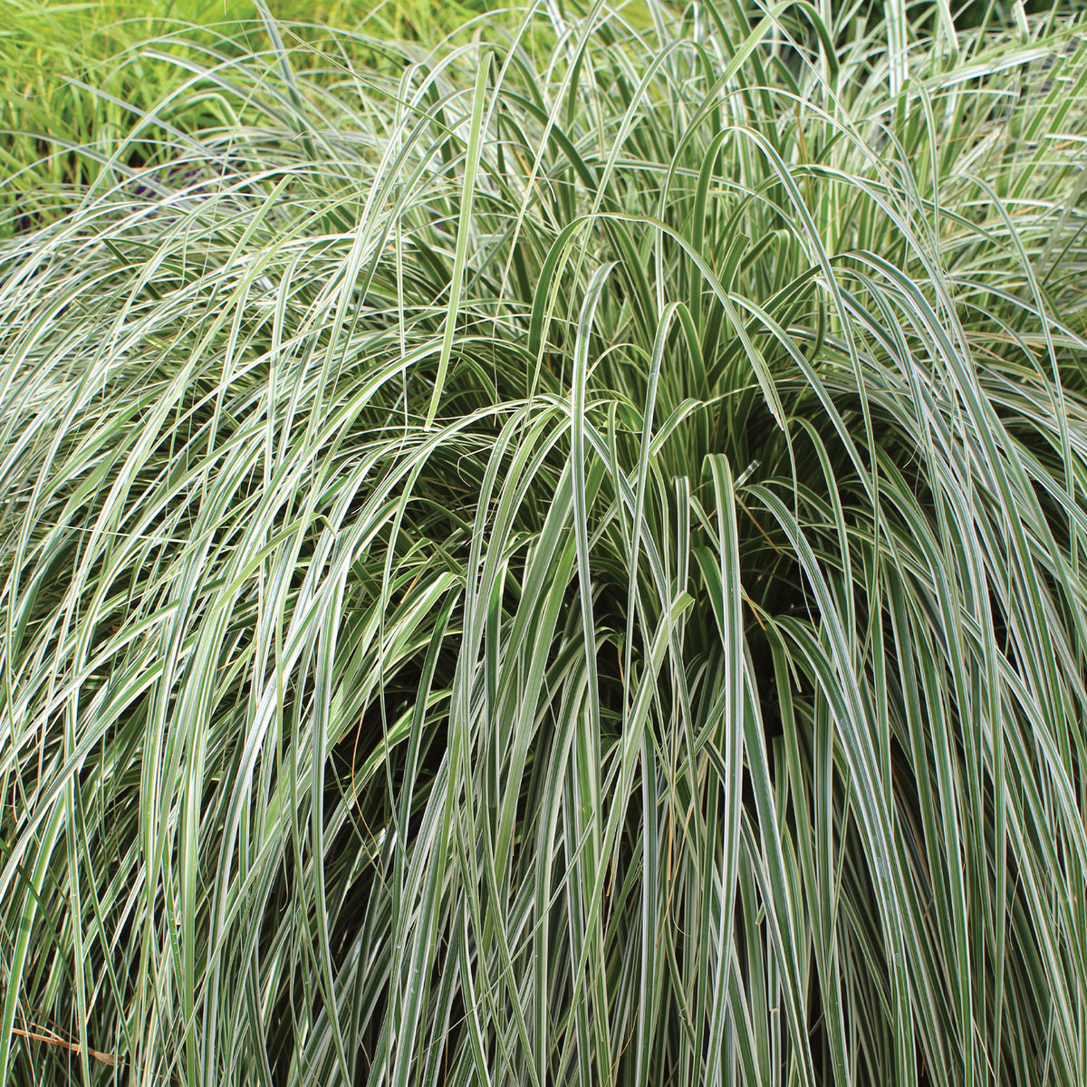 Feather Falls Carex