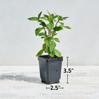 Everleaf Thai Towers Basil