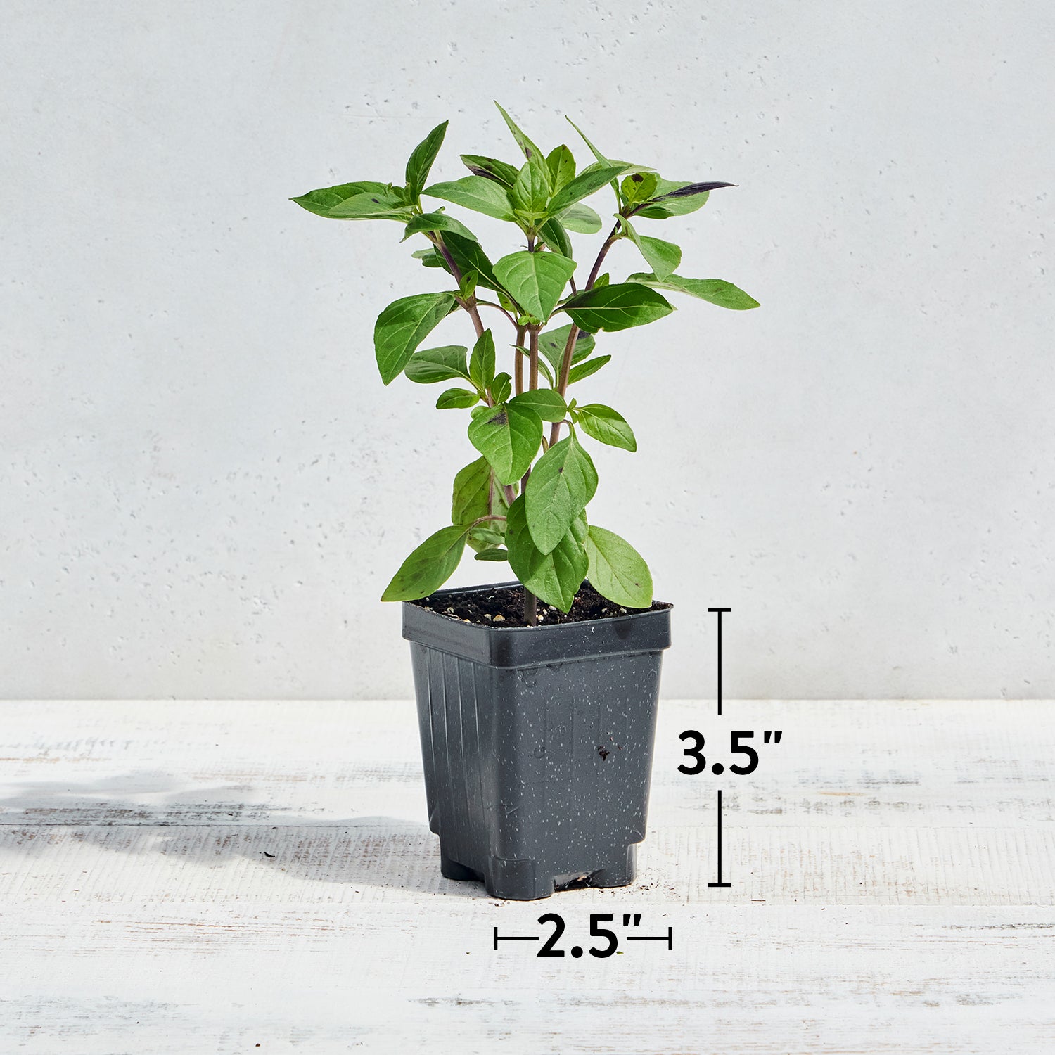 Everleaf Thai Towers Basil