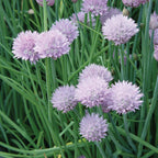 Dolores Chives