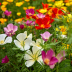 Sunset Mixed Colors California Poppy