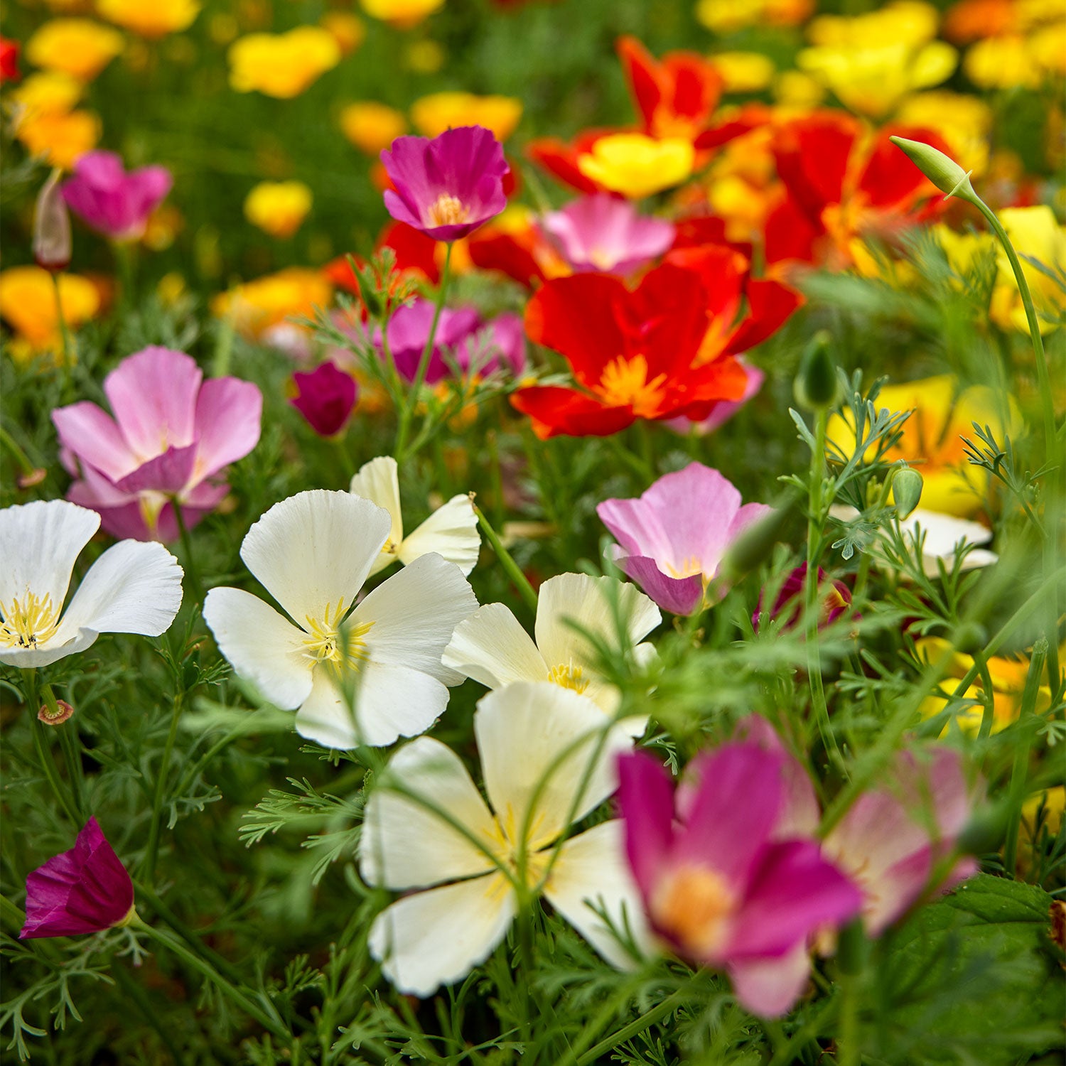 Sunset Mixed Colors California Poppy