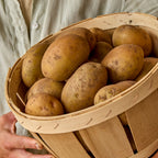 Yukon Gold Potato Tubers