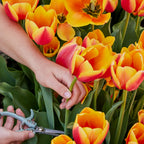 World Peace Tulip Bulbs