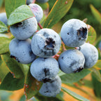 Titan Blueberry