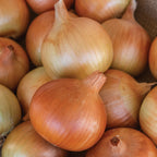 Patterson Hybrid Onion