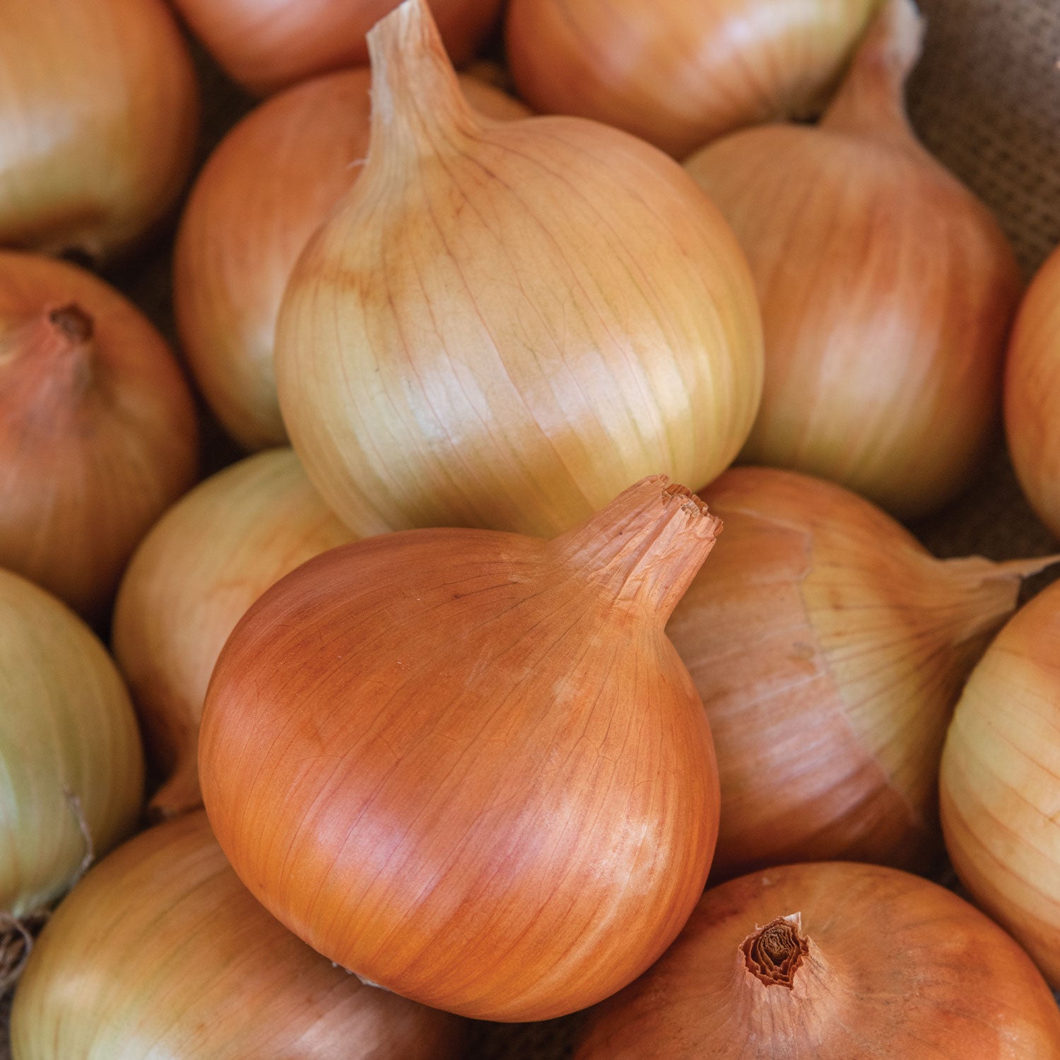 Patterson Hybrid Onion