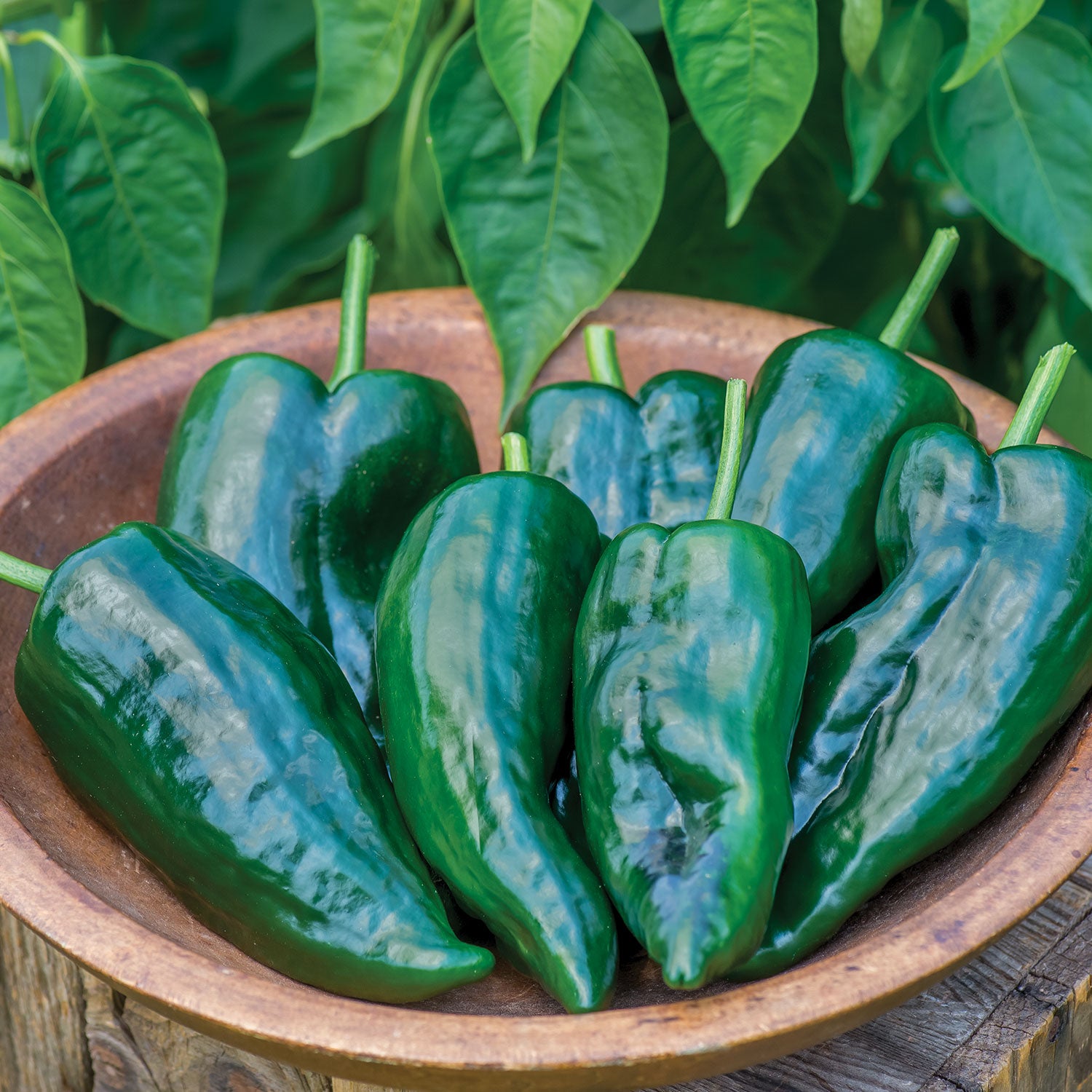 Big Boss Man Hot Pepper