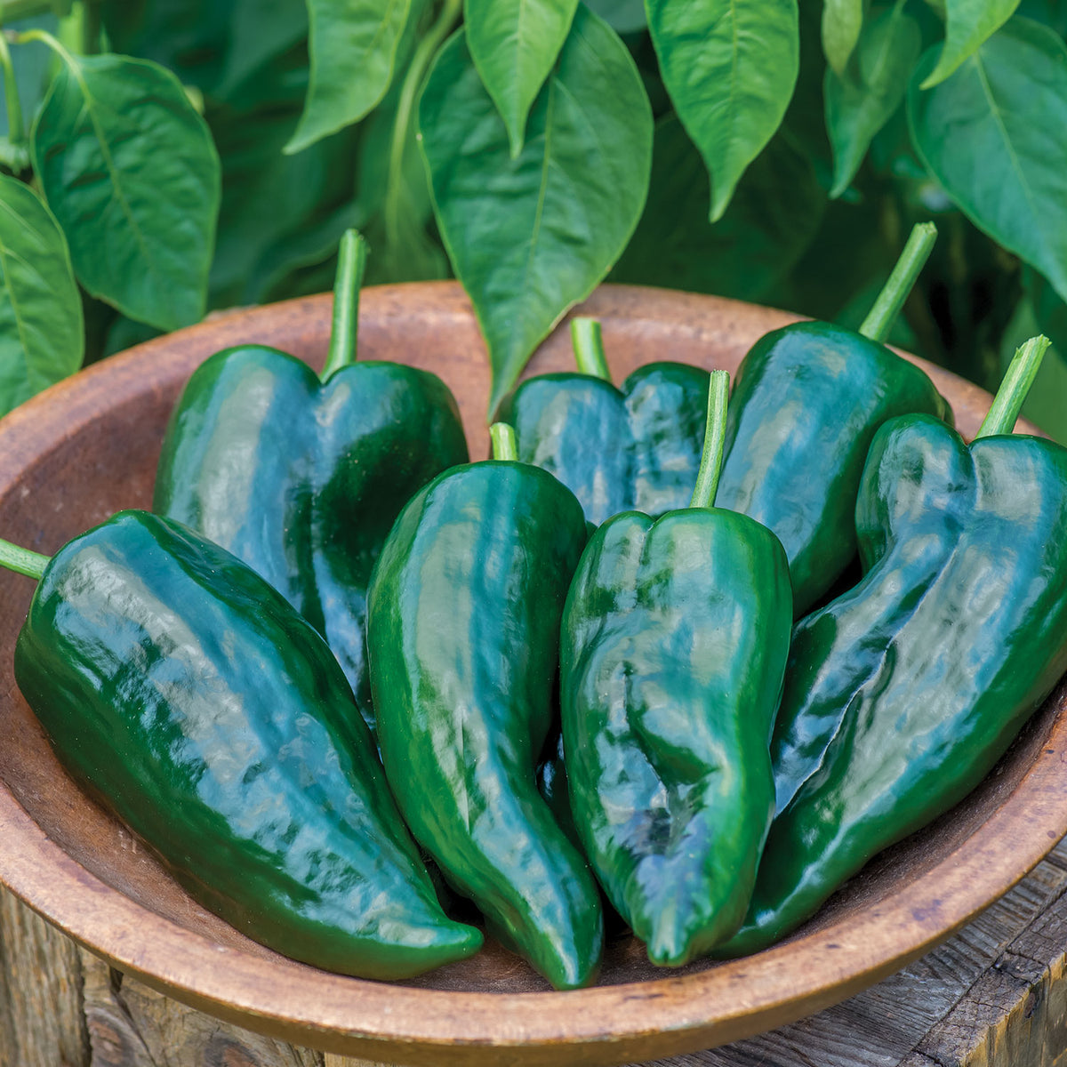 Big Boss Man Hot Pepper