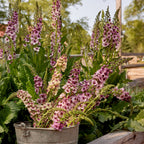 Southern Charm Verbascum