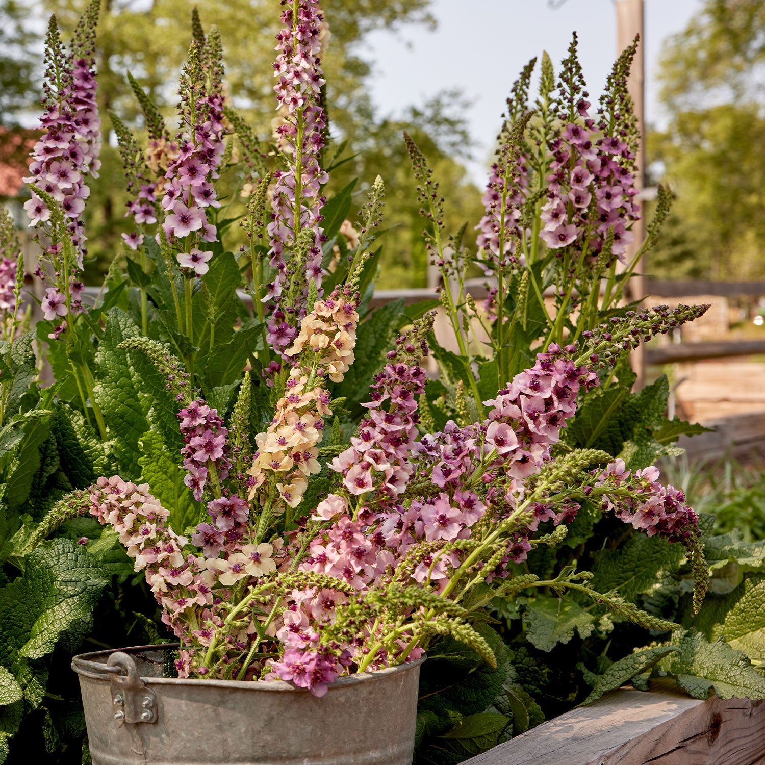 Southern Charm Verbascum