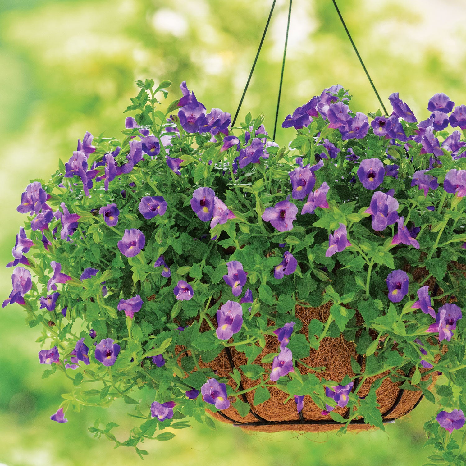 Summer Wave Large Blue Torenia