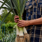 Lancelot Leek Bare Roots