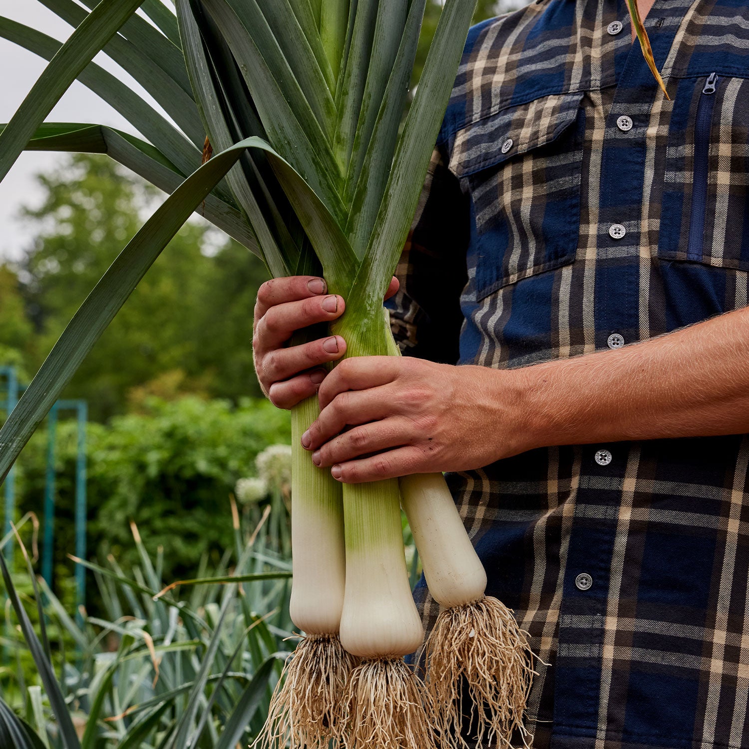 Lancelot Leek Bare Roots