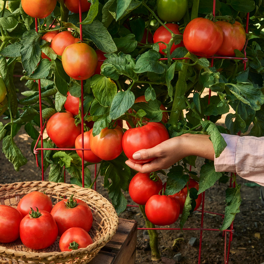 Burpee Garden Sown™ Flying Saucer Tomato