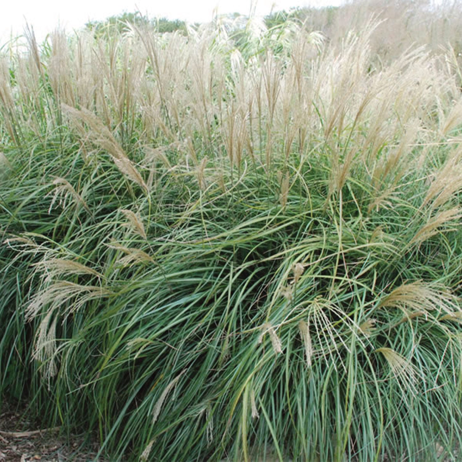 Adagio Miscanthus Bare Root