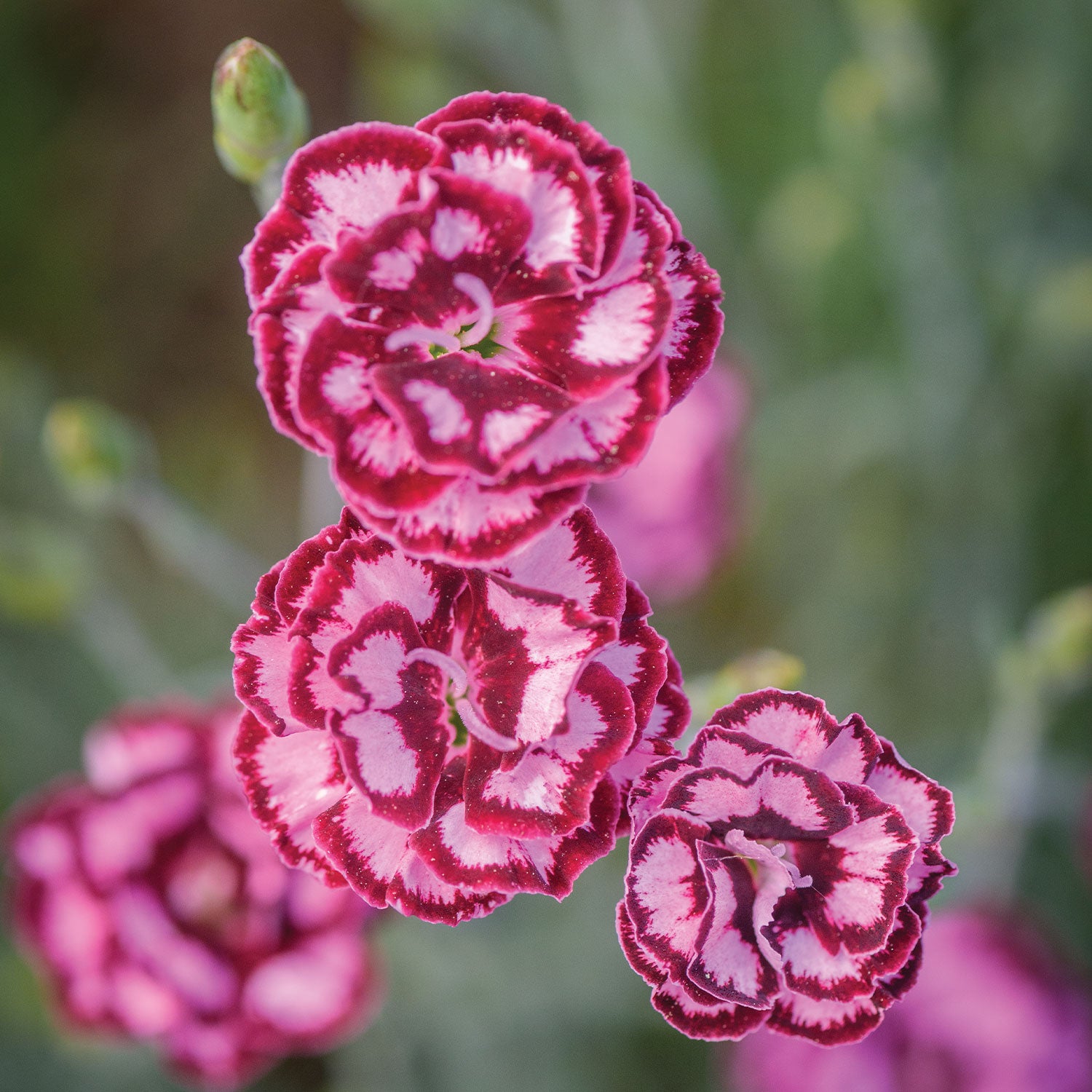 Scent from Heaven Angel of Compassion Dianthus