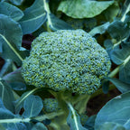 Sun King Broccoli