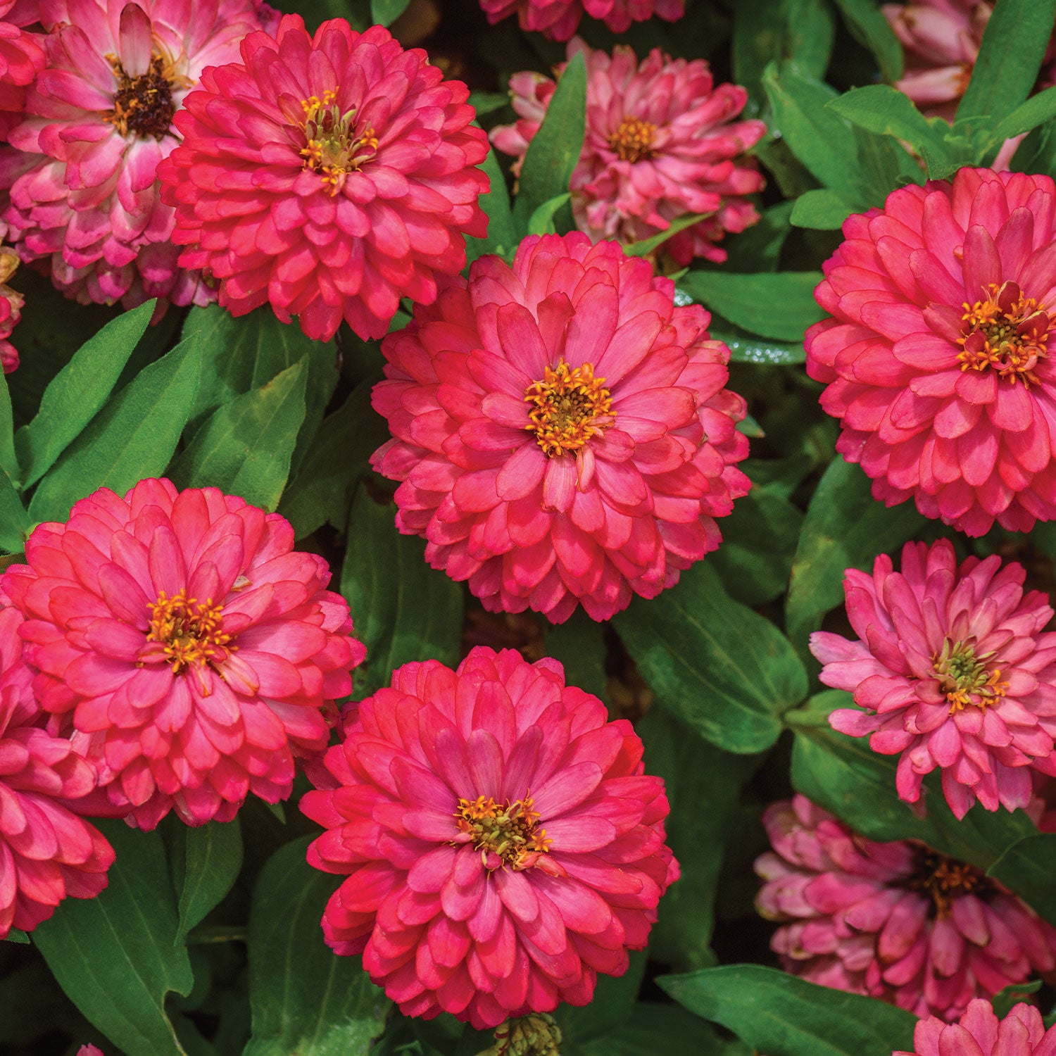 Double Zahara Salmon Zinnia