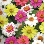 Raspberry Lemonade Mix Zinnia