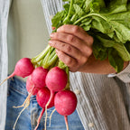 Pink Beauty Radish