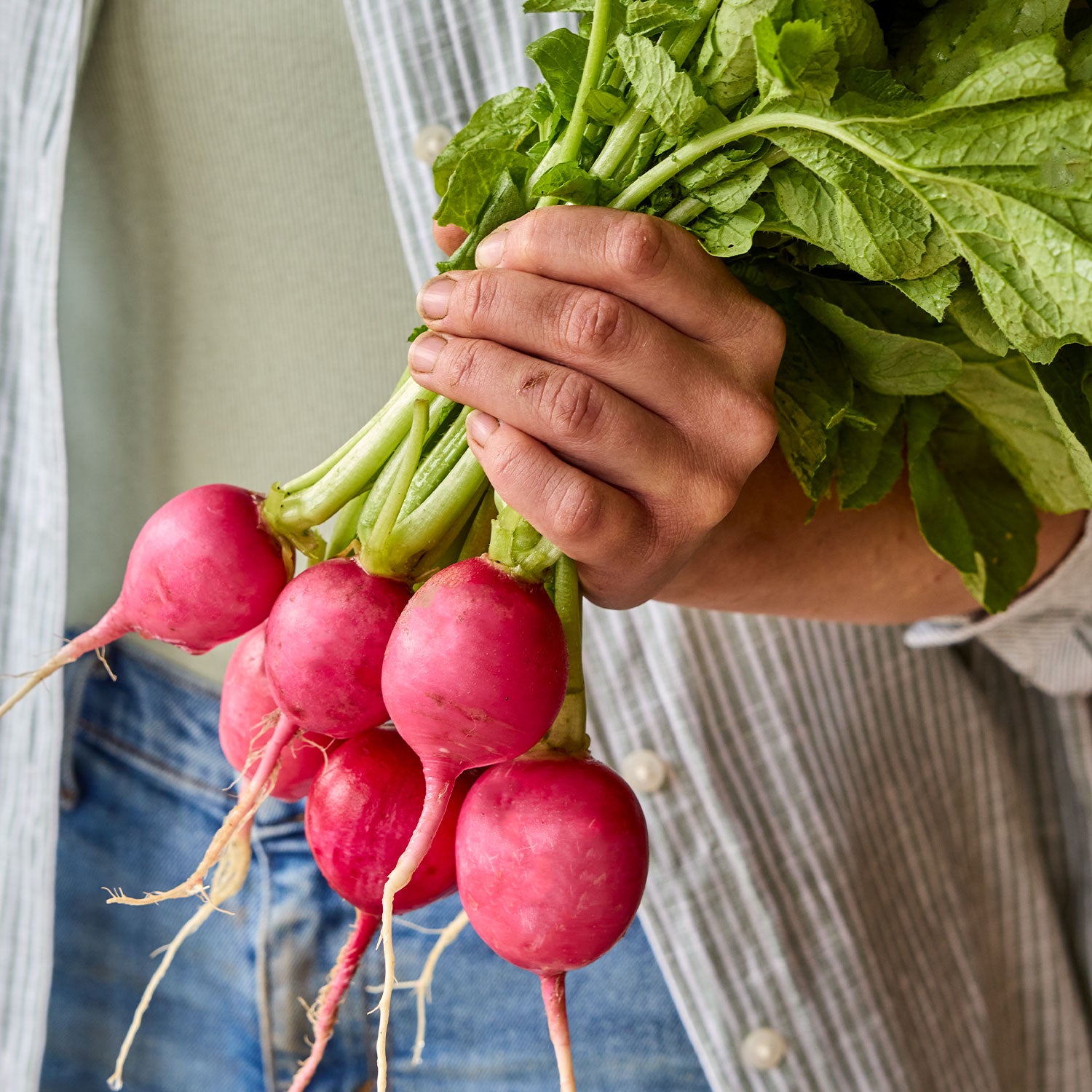 Pink Beauty Radish