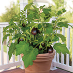 Black Beauty Eggplant