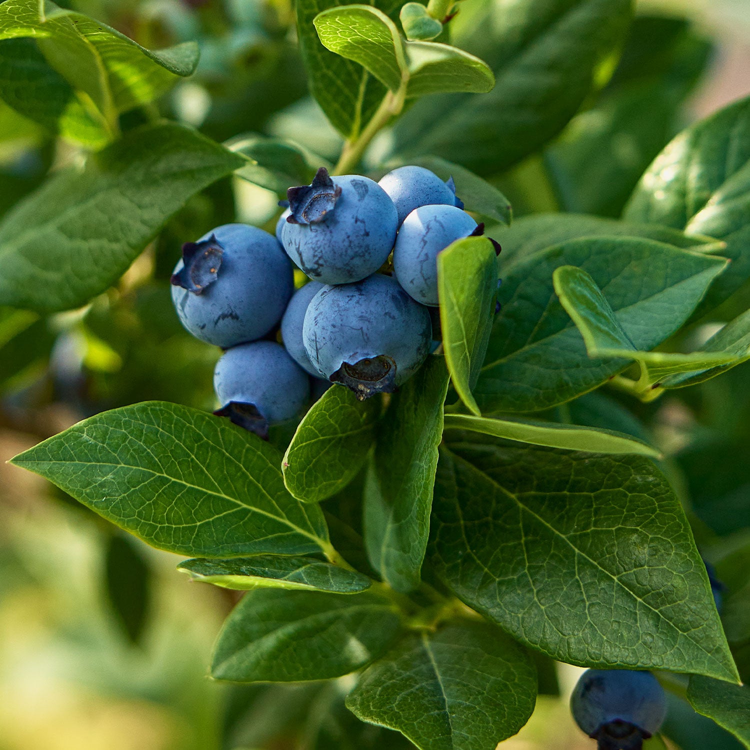 Spartan Blueberry
