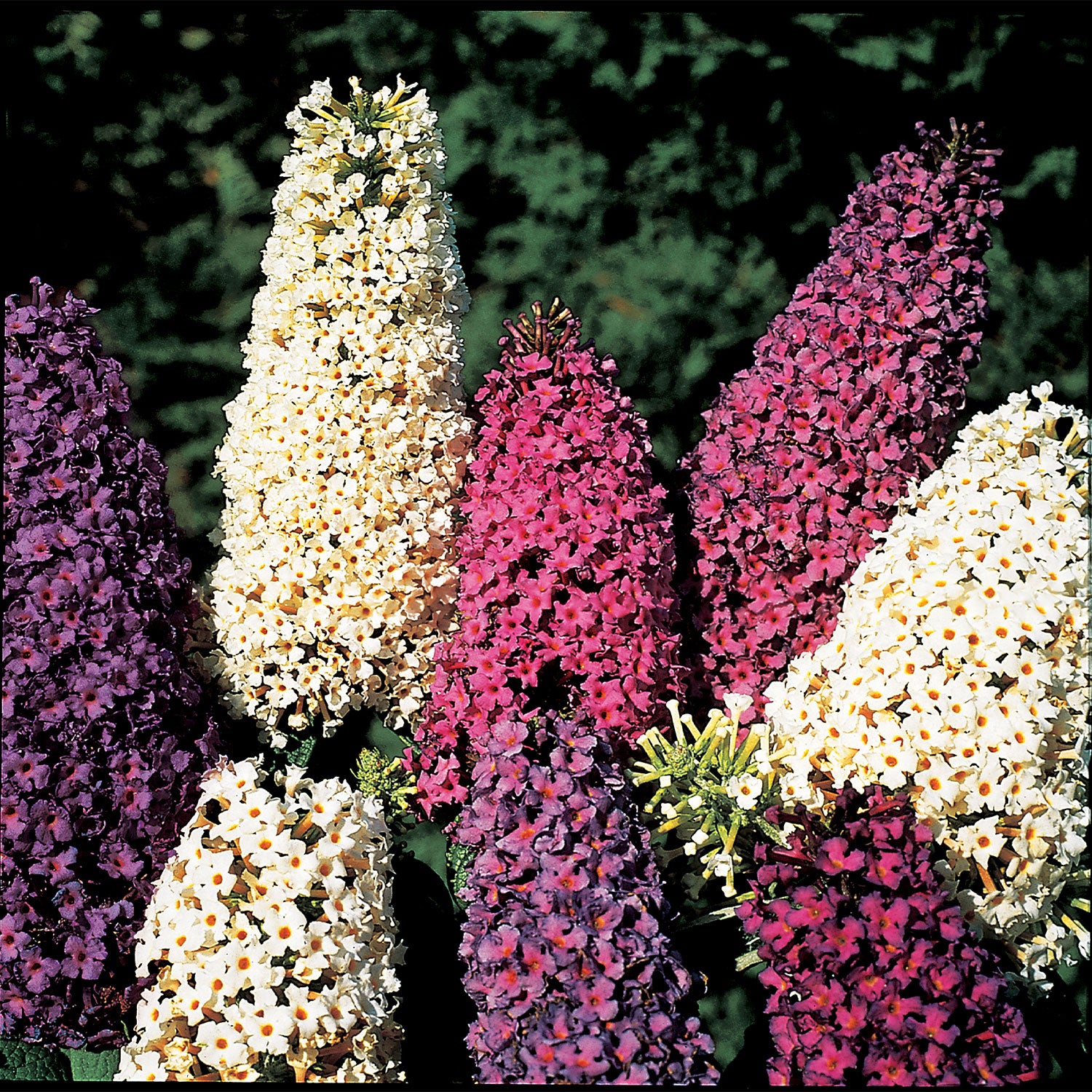 Butterfly Mix Butterfly Bush Seed