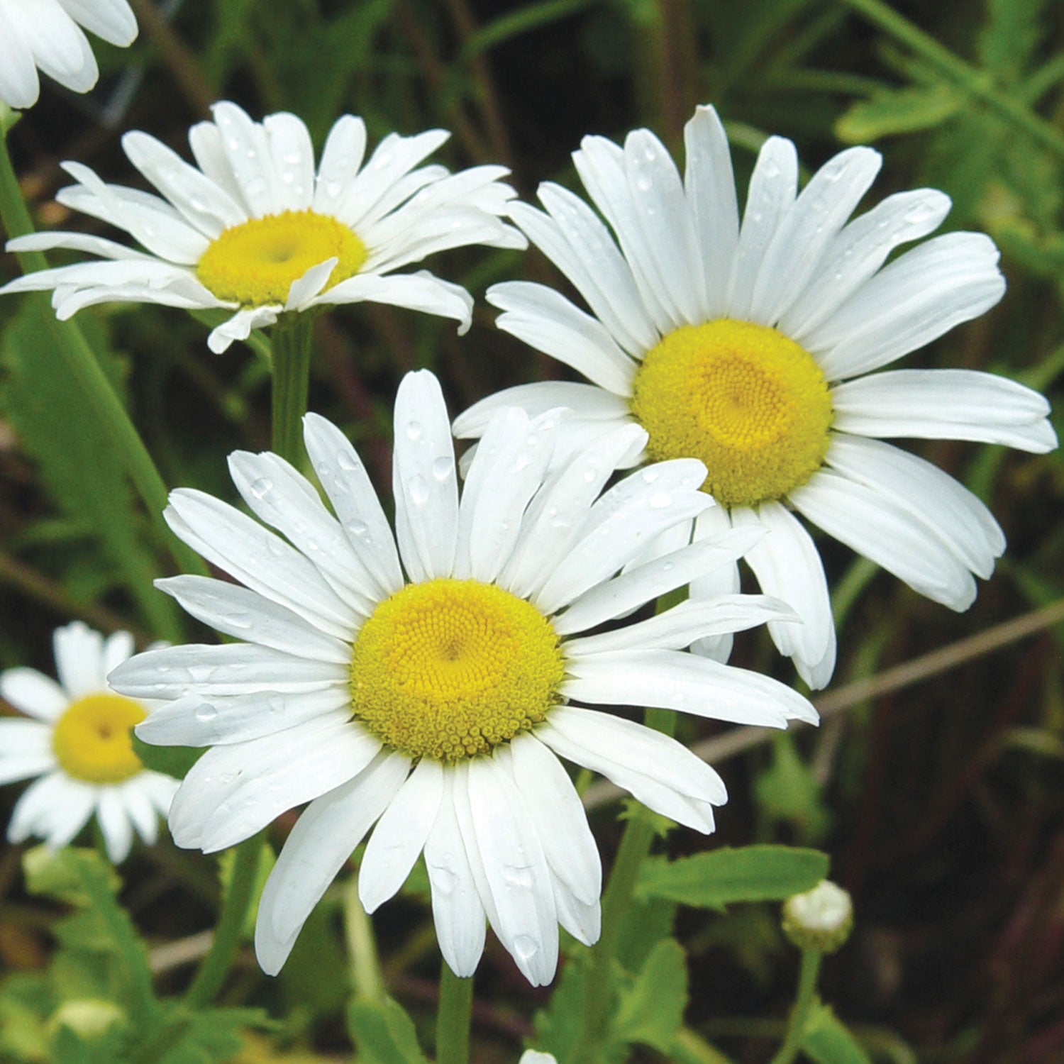 Snow Lady Shasta Daisy
