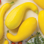 Golden Goose Summer Squash
