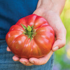 Darkstar Tomato