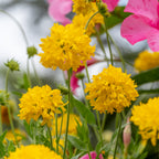 Independence Gaillardia