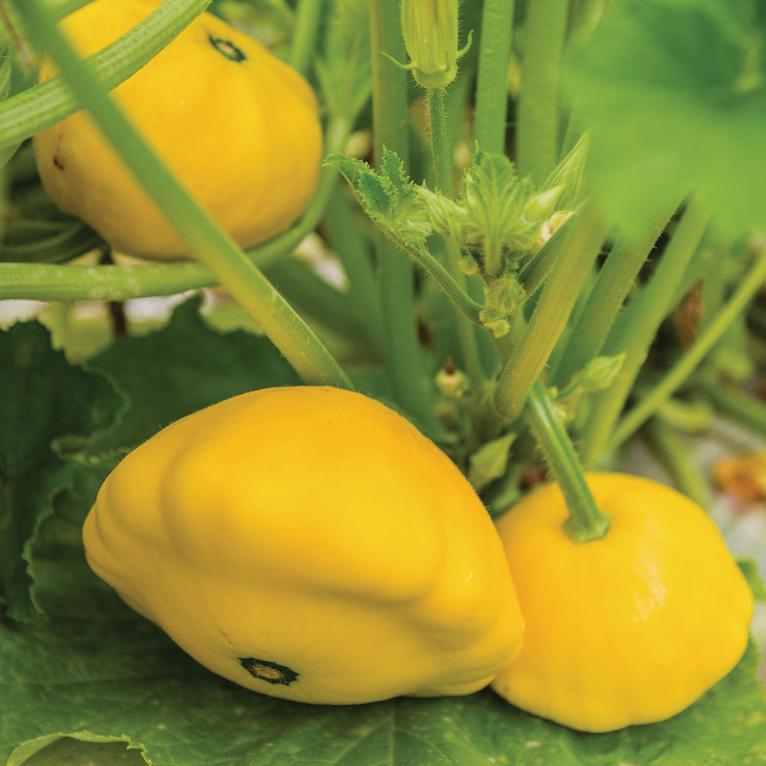 Sunburst Squash