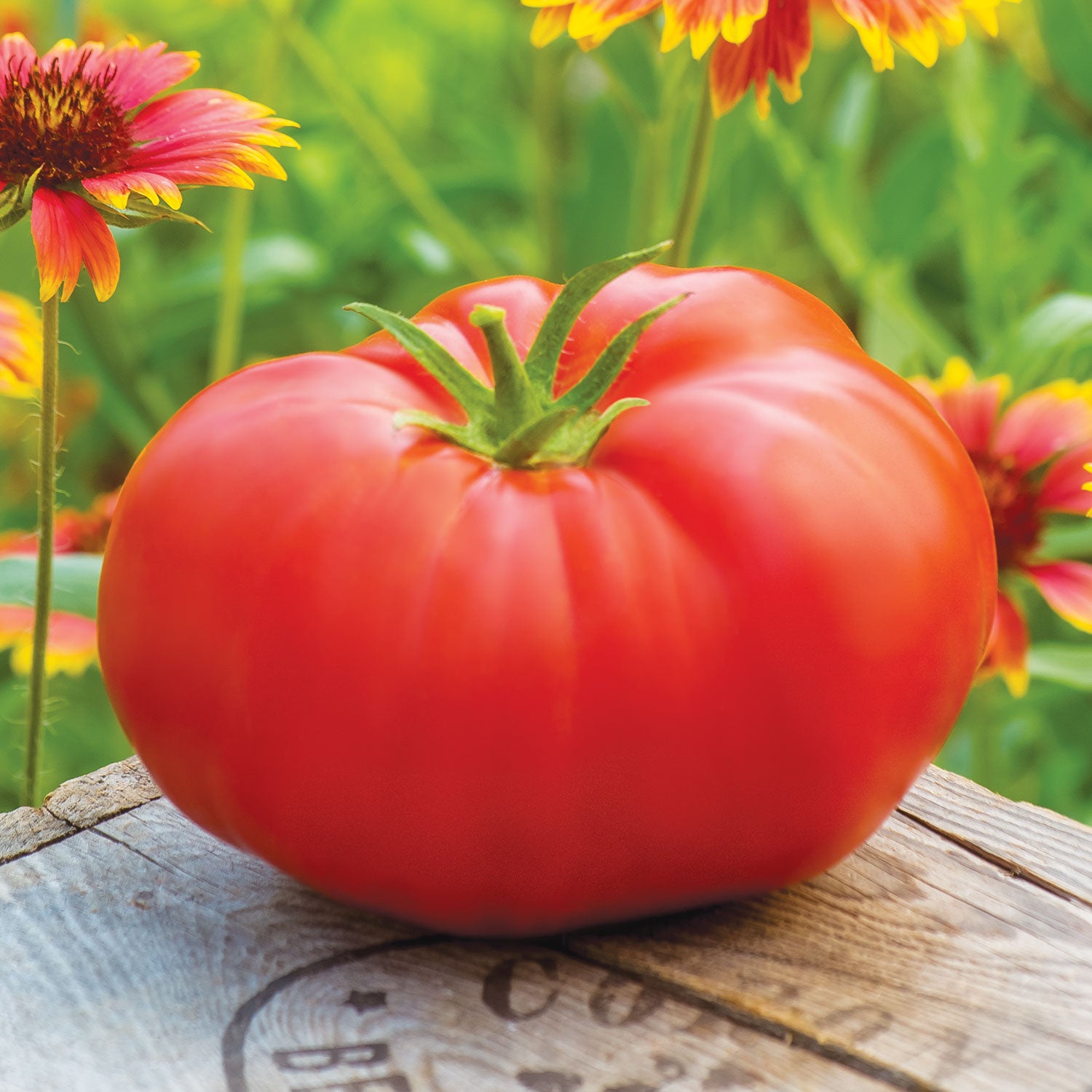 Madame Marmande Tomato