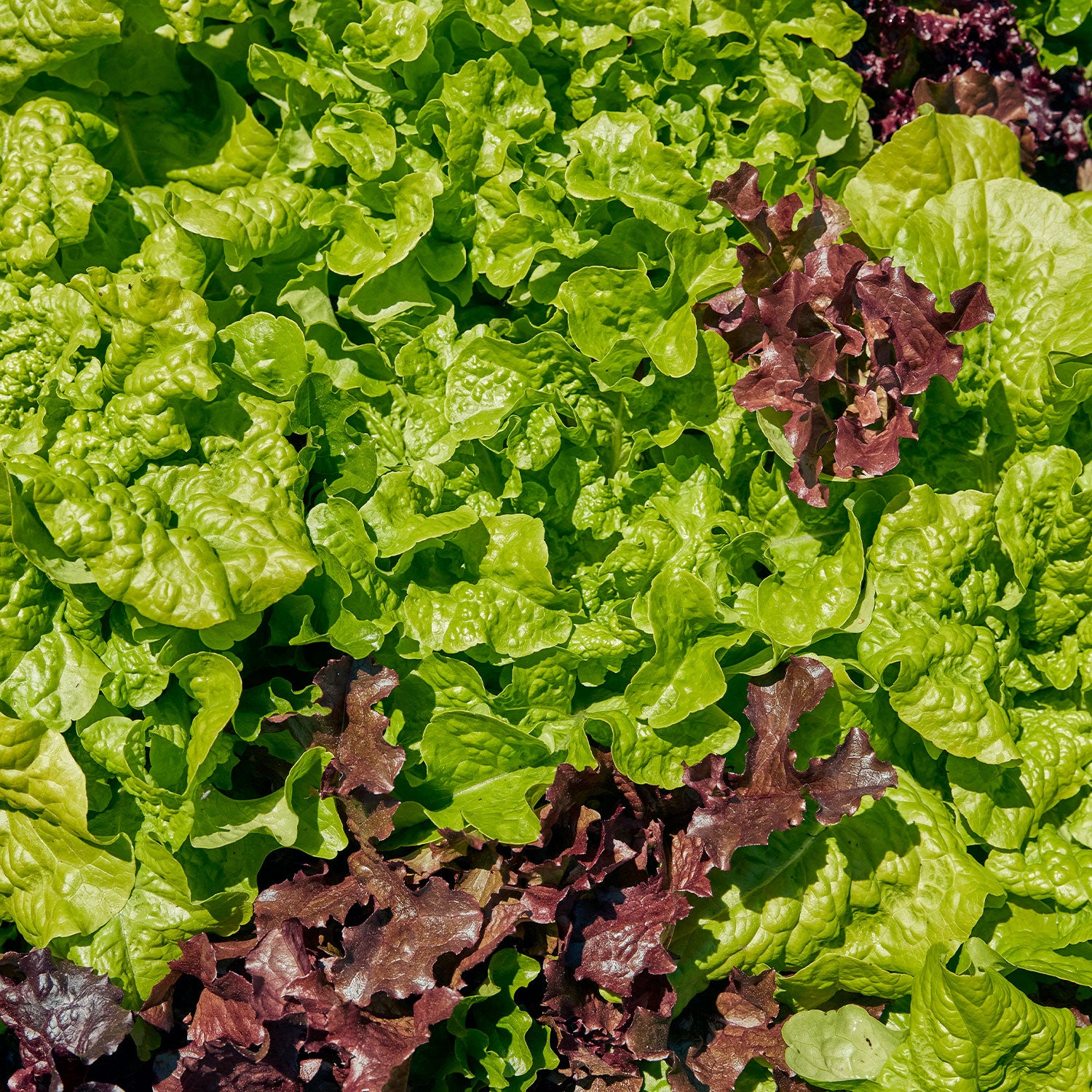 Looseleaf Blend Lettuce