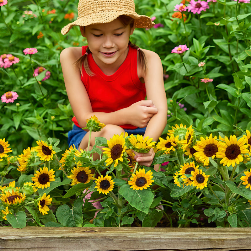 Kindergarten Sunflower