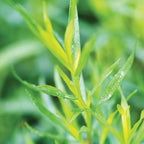 French Tarragon
