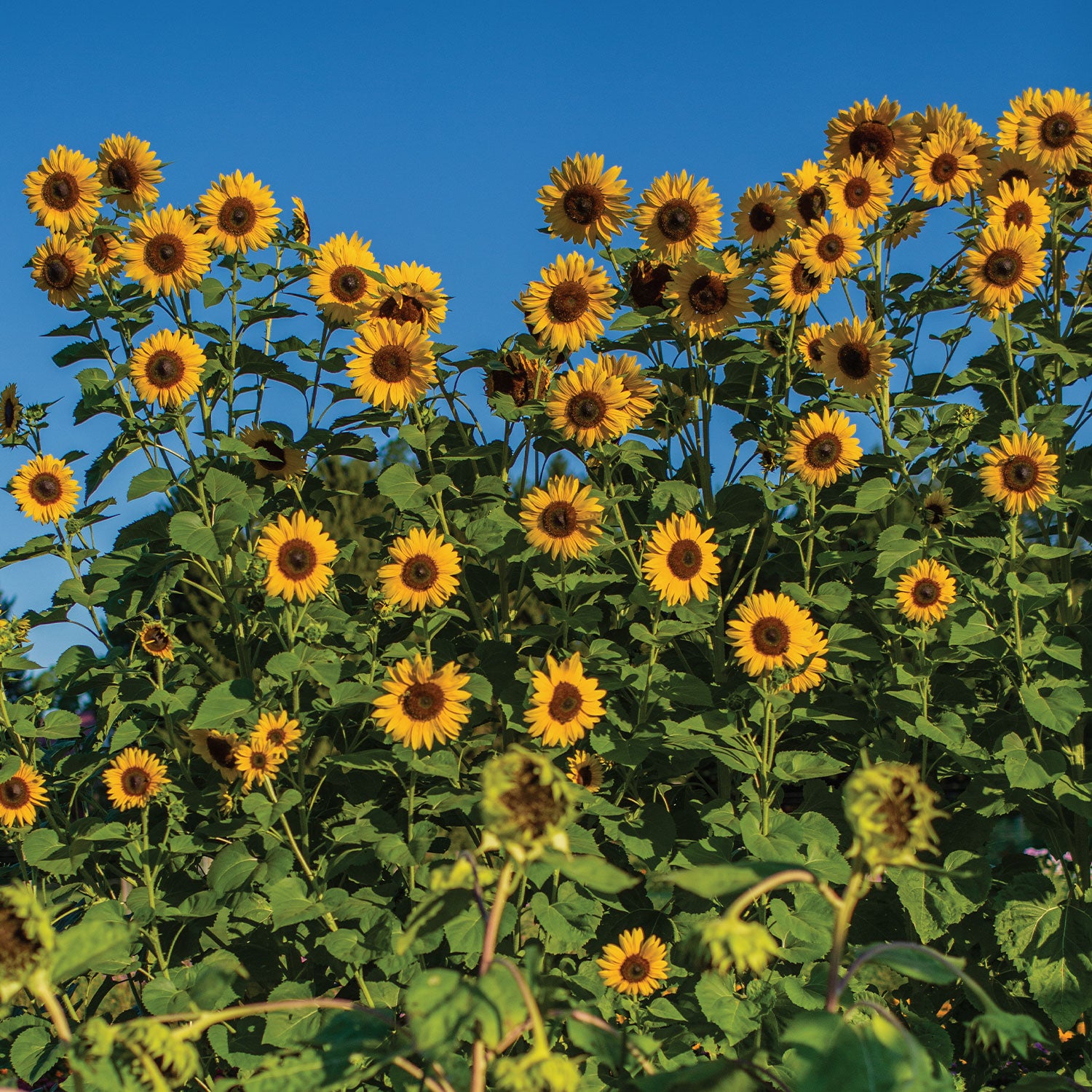 Treasure Mountain Sunflower