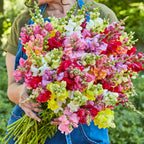 Topper Mix Snapdragon