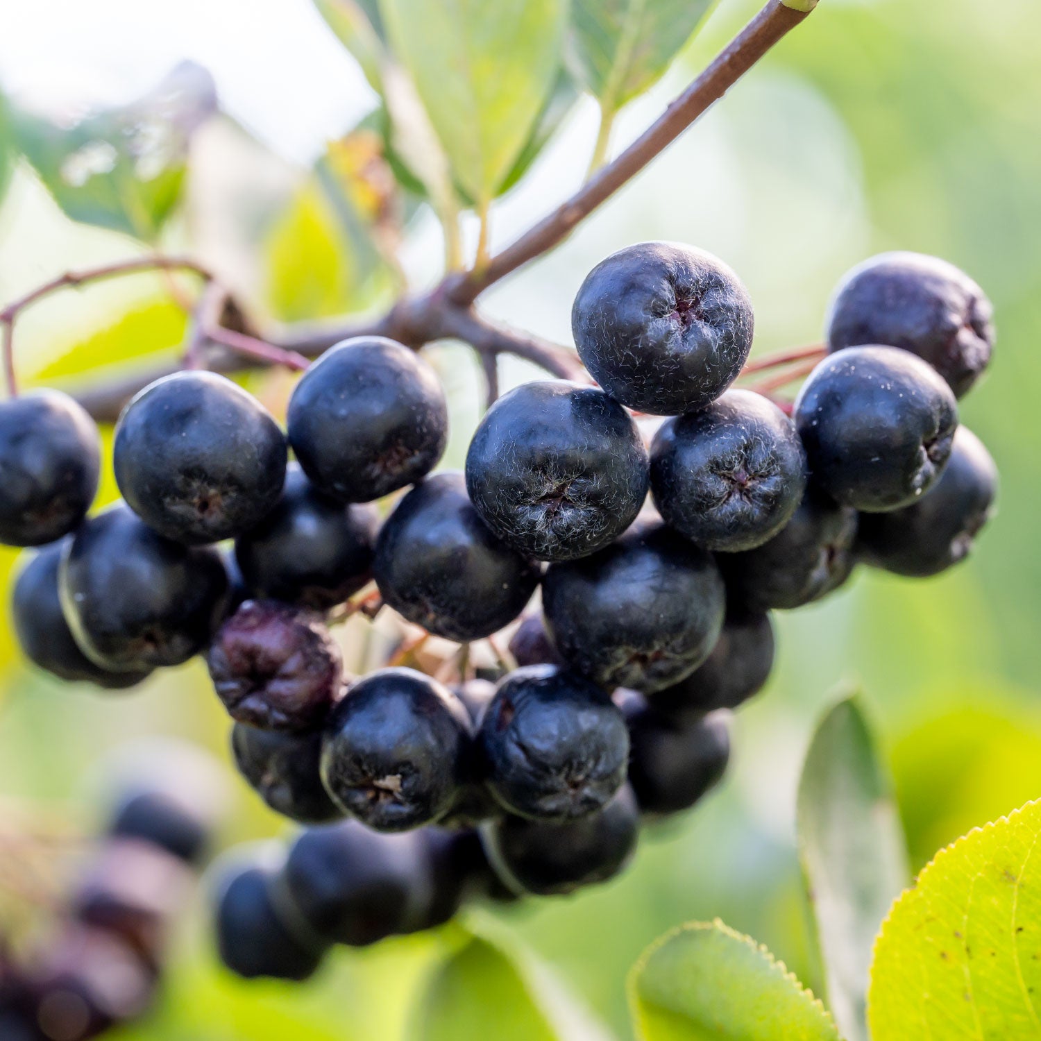Viking Aronia Melanocarpa