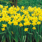 Dutch Master Daffodil Bulbs