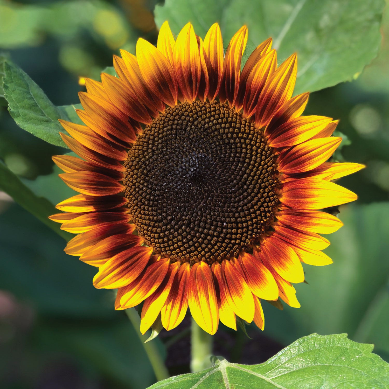 Fire Catcher Sunflower